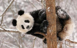 Pandamaci, szép téli kép...