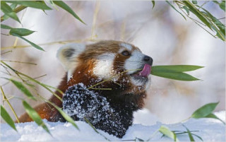 Vörös panda